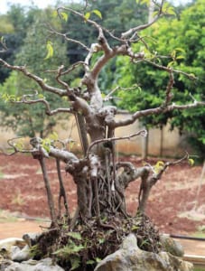 Cây Sanh Ficus Benjamina L